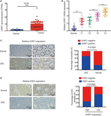 MiR-506 Targets UHRF1 to Inhibit Colorectal Cancer Proliferation and Invasion via the KISS1/PI3K/NF-κB Signaling Axis